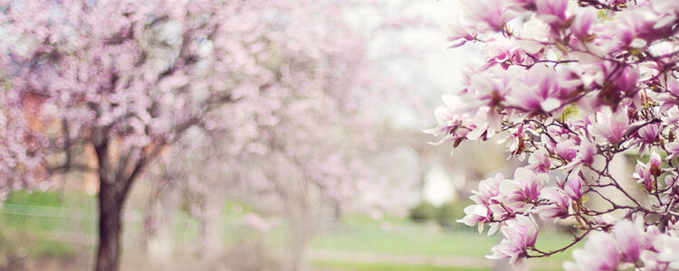 Magnoliabaum im Frühling