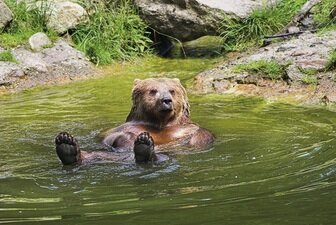 Foto von einem Braunbär im Wisentgehege in Springe.